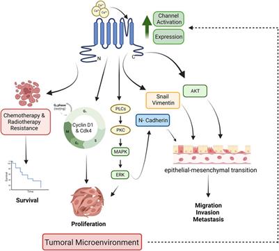 Therapeutic potential of TRPM8 channels in cancer treatment